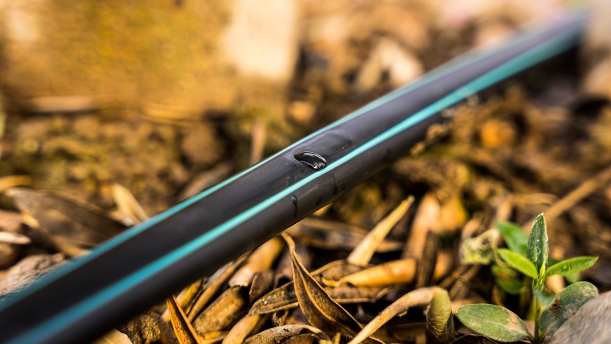 PC700AS para un riego frecuente y uniforme de aguacate